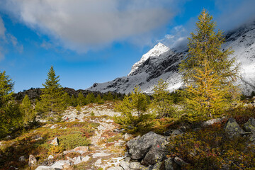 Alpine forest in the autumn season with Pizzo Scalino on background, Valmalenco, Italy