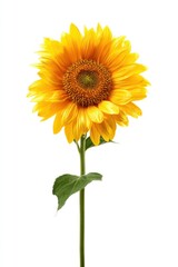 Obraz premium Sunflower with yellow petals on white background