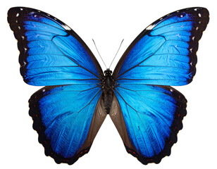 Fototapeta premium Close-Up Blue Butterfly Sitting on Surface Isolated