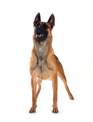 malinois in studio
