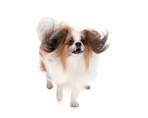 papillon dog in studio