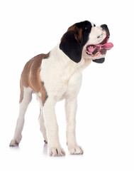 puppy saint bernard in studio