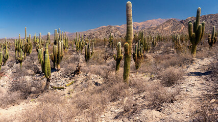Desertic landscape in northern Argentina. Taken in a warm spring afternoon
