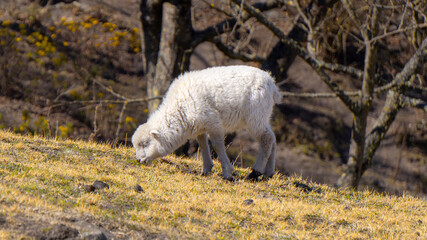 close view of a lamb grazing in the wild, in a warm spring morning