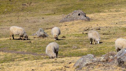 sheep grazing in the wild, in a warm spring morning