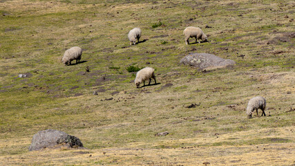 sheep grazing in the wild, in a warm spring morning