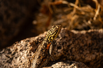 Macro d'un gekko sur un rocher 