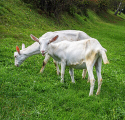 Two white goats grazing on fresh green grass in a rural meadow, representing countryside farming and natural agriculture.