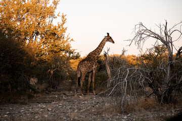 Giraffe walking through dry savanna vegetation at sunset