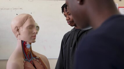 Young african american students interacting with a human body model during a biology lesson at school - Powered by Adobe