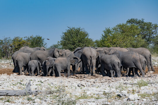Large herd of African elephants gathered at a waterhole in the savanna
