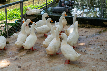 Ducks at Ponds in Thailand 