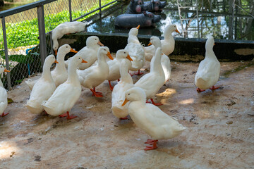 Ducks at Ponds in Thailand 