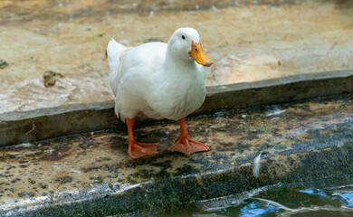 Ducks at Ponds in Thailand 