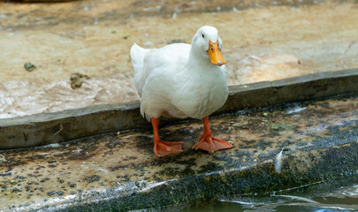 Ducks at Ponds in Thailand 