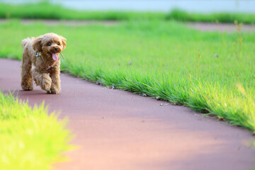 芝生の綺麗な公園で散歩をしているトイ・プードル