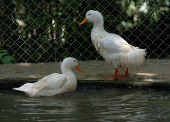 Ducks at Ponds in Thailand 