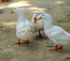 Ducks at Ponds in Thailand 