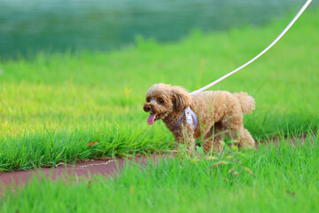 芝生の綺麗な公園で散歩をしているトイ・プードル