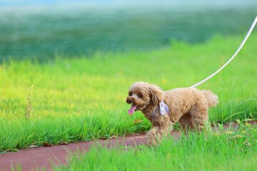 Fototapeta premium 芝生の綺麗な公園で散歩をしているトイ・プードル
