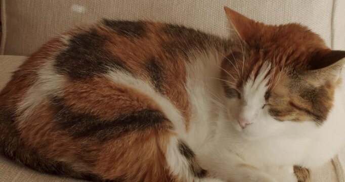 A calico cat peacefully naps on a beige sofa, curled up in a cozy ball. The gentle sunlight streams through the window, illuminating its soft fur. warmth, comfort, home, and tranquility.