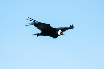 Andean Condor ,Torres del Paine National Park, Patagonia, Chile.