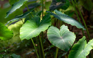 Lilly Pads, Lily Pads 
