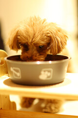 一心不乱にご飯を食べるトイ・プードル