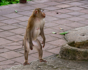 Monkeys in Thailand 