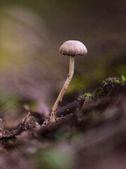Fungus on the Calden Forest soil, La Pampa Province, Patagonia, Argentina.