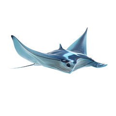 Majestic Manta Ray Gliding Gracefully Underwater