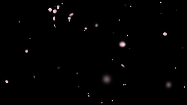 Pink cherry blossoms in full bloom in spring dance in the sky.looping video.[Sakura 3_Size: Mix, Speed: Fast, Amount: Large, With Depth of Field]