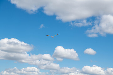 A huge seagull flies in the sky with clouds. High quality photo