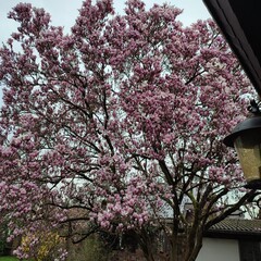 pink cherry blossom