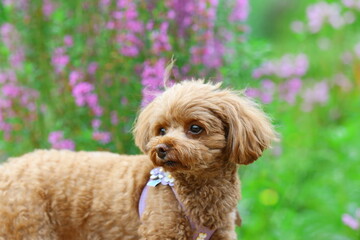 花の咲くお庭で記念撮影をするトイ・プードル