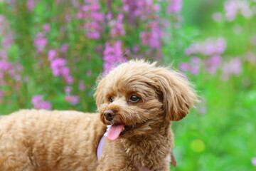 花の咲くお庭で記念撮影をするトイ・プードル