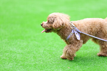 芝生の上で楽しそうに遊んでいるトイ・プードル
