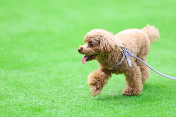 しゃぼん玉が舞う公園で遊んでいるトイ・プードル