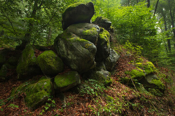 Odenwald forest in the morning