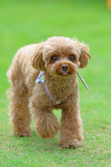 ドッグランで遊んでいるトイ・プードル