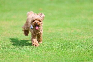 ドッグランで遊んでいるトイプードル