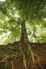 Odenwald on a foggy morning
