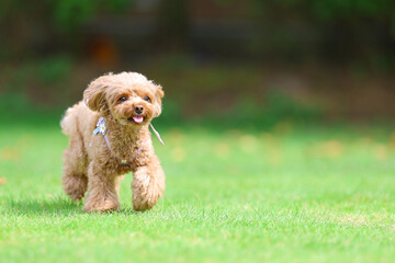 ドッグランで遊んでいるトイプードル