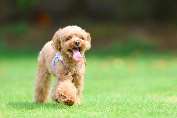 ドッグランで遊んでいるトイプードル