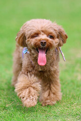 ドッグランで楽しんでいるトイ・プードル