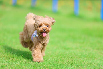 ドッグランで遊んでいるトイ・プードル