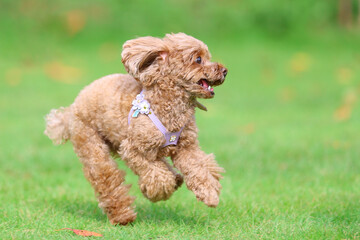 ドッグランで遊んでいるトイ・プードル