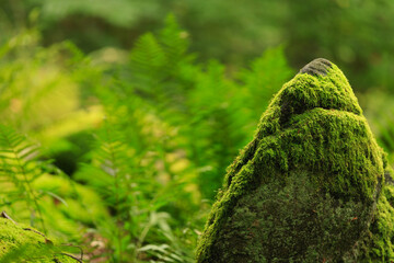 Odenwald forest in the morning