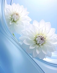 White Dahlia Flower Background