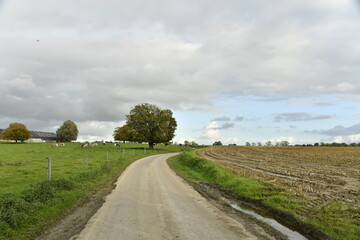 L'arbre solitaire le long d'une route de campagne sous un ciel d'automne &agrave; &Eacute;caussinnes-d'Enghien (Soignies)
